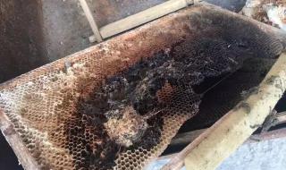 蜂蜜连巢一起保存时间多长 蜂巢蜜怎么保存