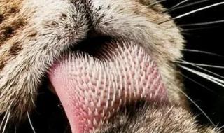 一年级动物舌头像什么